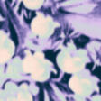 dni